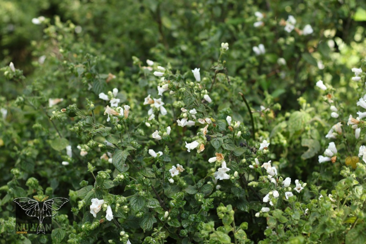 Strobilanthes anceps Nees